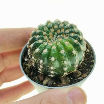 Notocactus uebelmannianus f. variegata