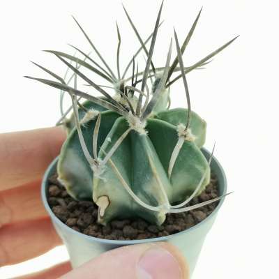 Astrophytum capricorne cv. buffalo variegato