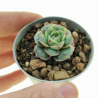 Echeveria longissima (with noodle)