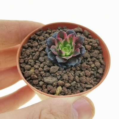 Aeonium Wu Tianji