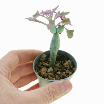 Senecio articulatus f. variegata