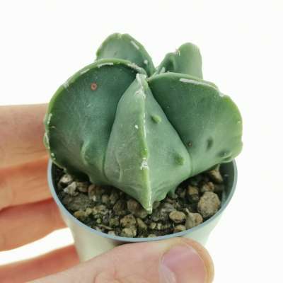 Astrophytum myriostigma cv. Fukuryu (Type B) var. nudum