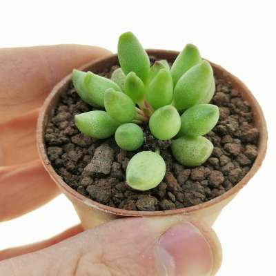 Adromischus clavifolius