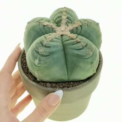 Astrophytum myriostigma cv. Kikko ball form nudum