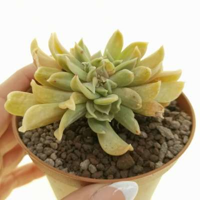 Echeveria 'Dark Vader' f. crestata