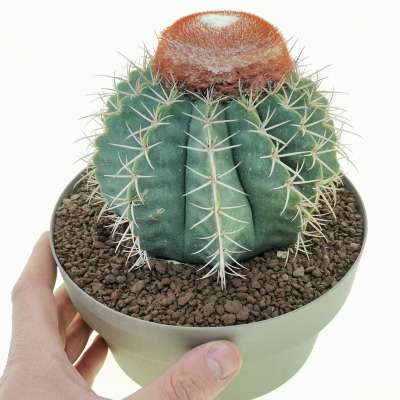Melocactus matanzanus