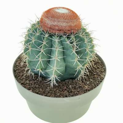 Melocactus matanzanus - Giromagi