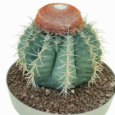 Melocactus matanzanus - Giromagi