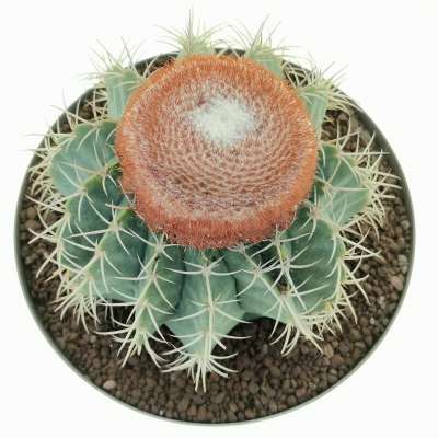 Melocactus matanzanus - Giromagi