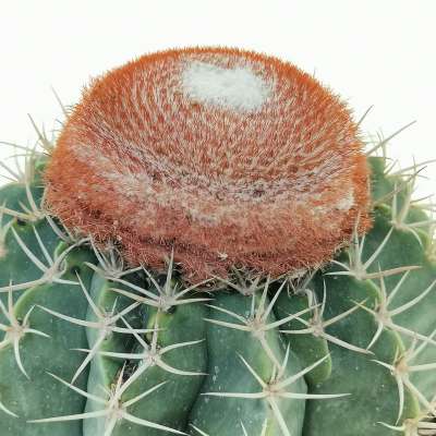 Melocactus matanzanus - Giromagi