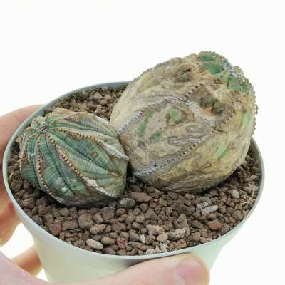 Euphorbia obesa 'Arrow' (Rare form)