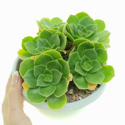 Aeonium arboreum