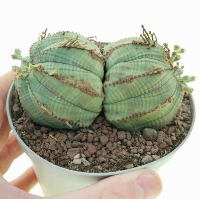Euphorbia obesa x valida f. dicotomica (rare form)