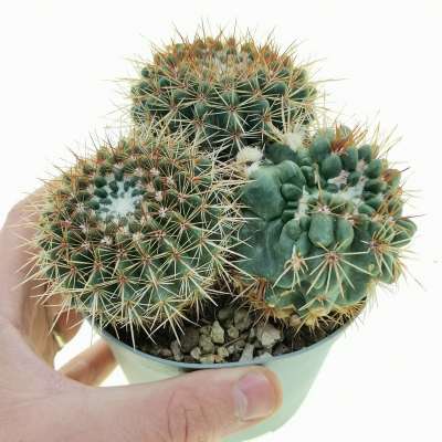Notocactus submammulosus f. mostruosa
