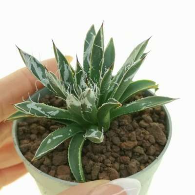 Agave toumeyana var. bella