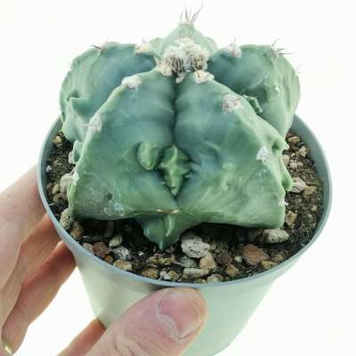 Astrophytum hybrid cv. Fukuryu (type B) nudum