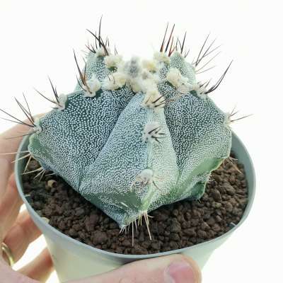 Astrophytum hybrid cv. curlispine