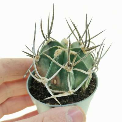 Astrophytum capricorne cv. Buffalo
