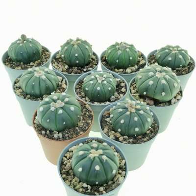 Astrophytum asterias hybrid nudum 10 pcs (CITES)