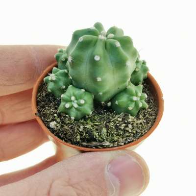 Echinocereus triglochidiatus var. mojavensis f. inermis