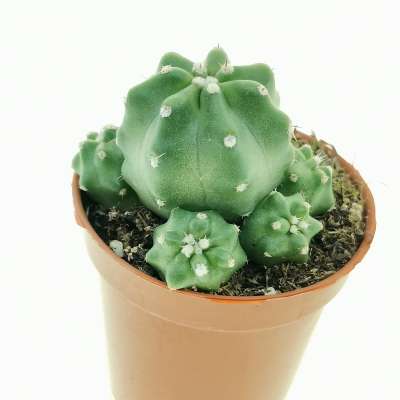 Echinocereus triglochidiatus var. mojavensis f. inermis - Giromagi
