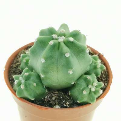 Echinocereus triglochidiatus var. mojavensis f. inermis - Giromagi