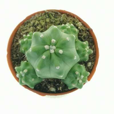 Echinocereus triglochidiatus var. mojavensis f. inermis - Giromagi