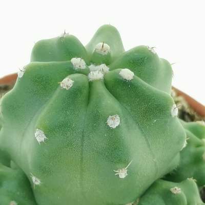 Echinocereus triglochidiatus var. mojavensis f. inermis - Giromagi