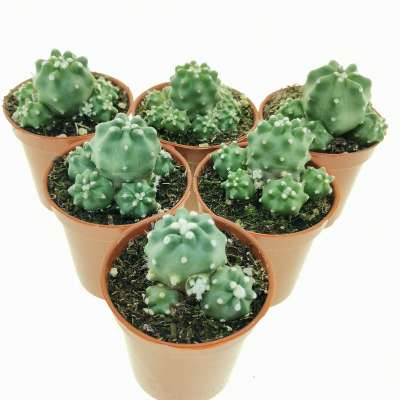 Echinocereus triglochidiatus var. mojavensis f. inermis - Giromagi