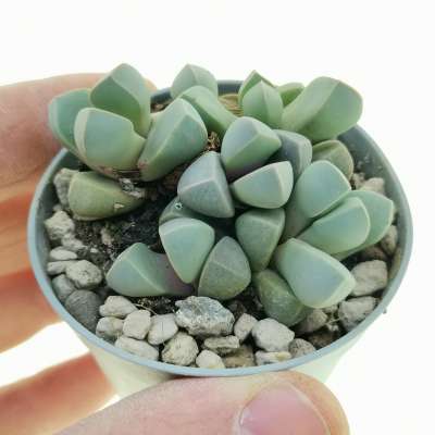 Lapidaria margaretae