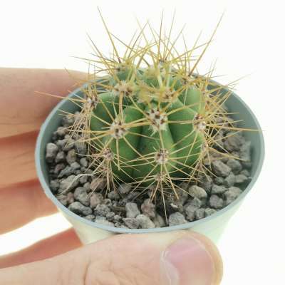 Trichocereus pasacana
