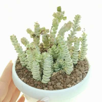 Crassula marnieriana 'Fantasy'