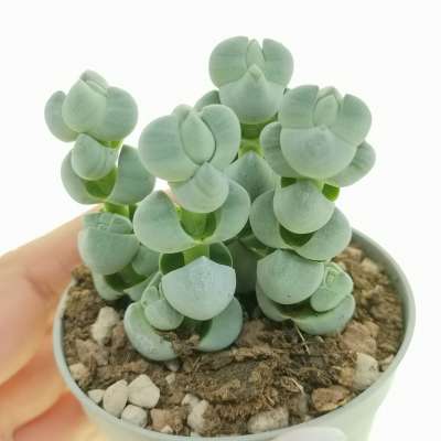 Crassula plegmatoides