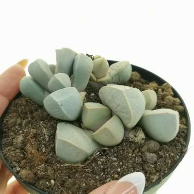 Lapidaria margaretae