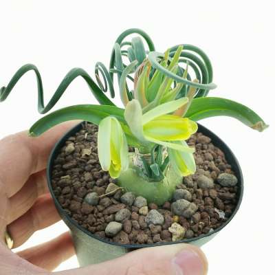 Albuca spiralis 'Frizzle Sizzle'