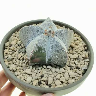 Astrophytum myriostigma f. variegata