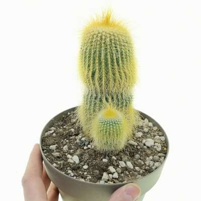 Notocactus leninghausii