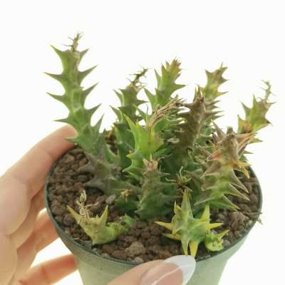 Orbea semota var. orientalis