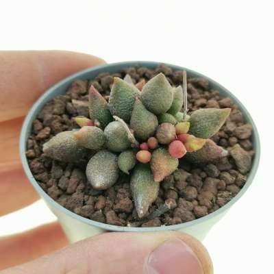 Adromischus marianae f. herrei aubergine