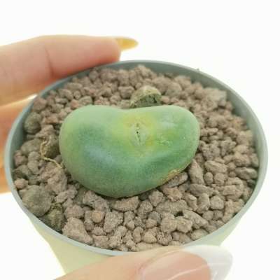 Conophytum flavum