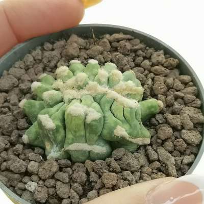 Ferocactus glaucescens cv. Split Rock f. crestata (Own roots)