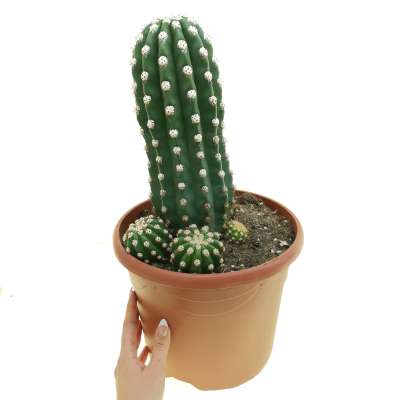 Trichocereus hybrid var. grandiflorus