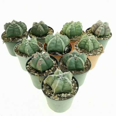 Astrophytum myriostigma cv. Kikko nudum 10 pcs