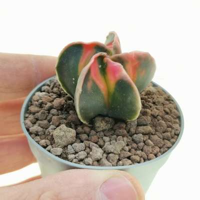 Astrophytum myriostigma cv. Koh-yo
