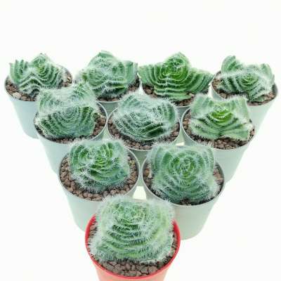 Crassula barbata 10 pcs