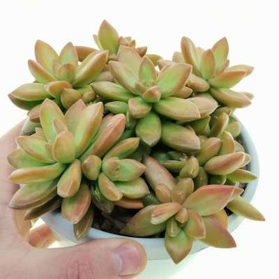 Sedum nussbaumerianum 'Orange delight'