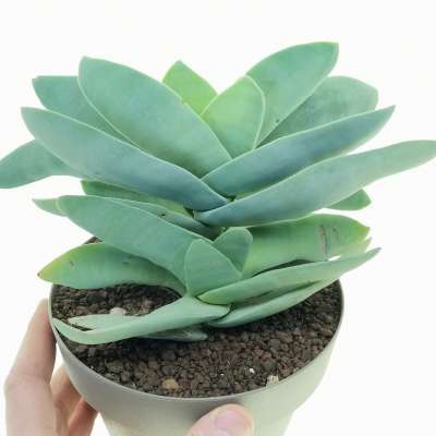 Crassula falcata