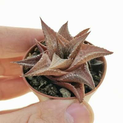 Haworthia venosa subs. tessellata