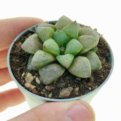 Haworthia turgida var. suberecta