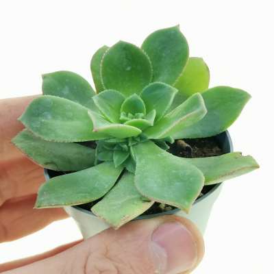 Aeonium decorum